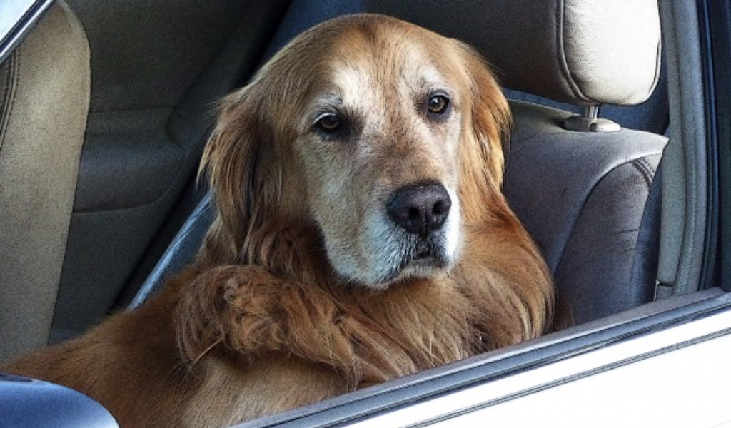 Si sente male in auto, il cane dà l’allarme ma ormai è troppo tardi