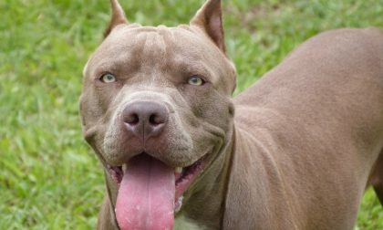 Paura al Cambonino: Pitbull sfugge al suo proprietario e aggredisce cagnolino