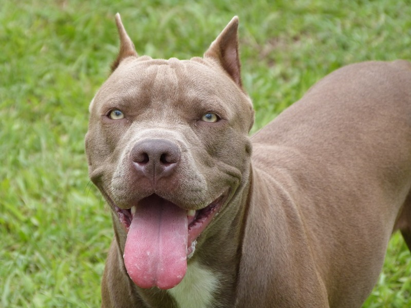 Pitbull sfugge al suo padrone e azzanna bulldog francese