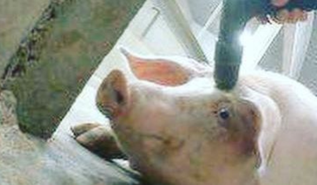 Iene Vegane a Cremona: doppio presidio presso le Fiere Zootecniche e alla Festa del Salame