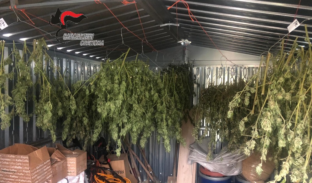 50 piante di cannabis e mezzo kg di marijuana nel box: arrestato 48enne