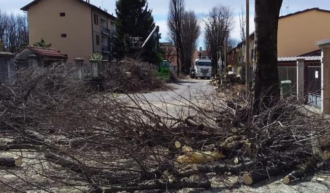Crema, i nuovi alberi in via Bacchetta saranno piantumati a fine mese