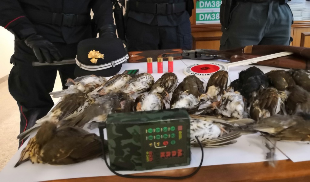 Caccia ai tordi con richiami vietati: denunciato 70enne a Soncino