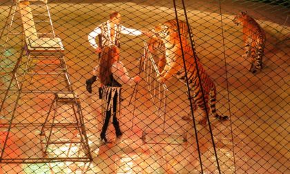 A Cremona arriva il circo con le tigri: in rivolta gli animalisti