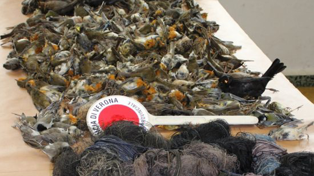 Raccapricciante: teneva 351 uccellini congelati nel freezer