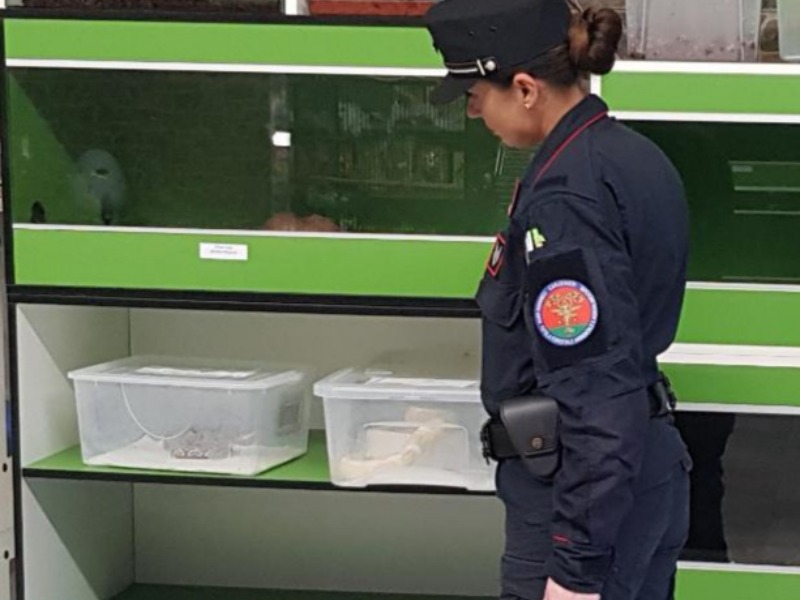Serpenti protetti e ragni pericolosi sequestrati in un negozio di vendita animali di Crema