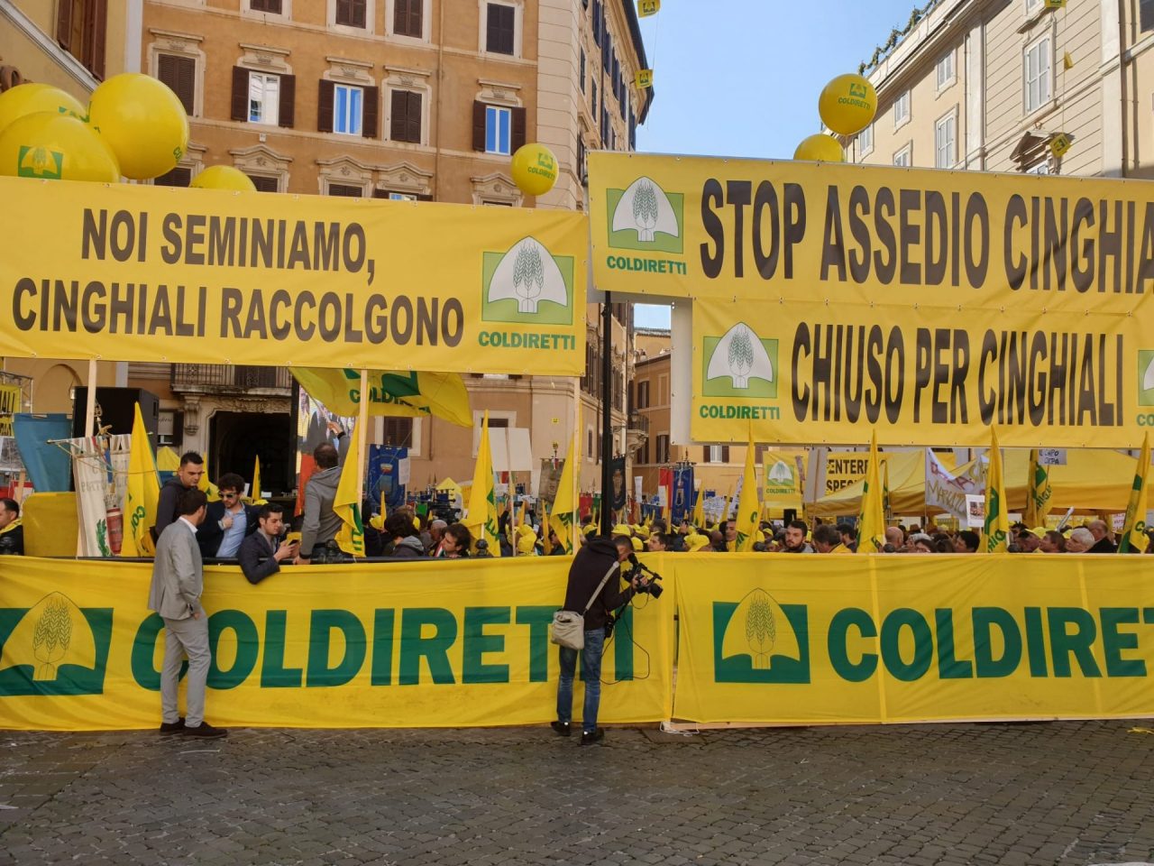 Emergenza cinghiali: è protesta! A Cremona campi devastati e allarme incidenti sulle strade