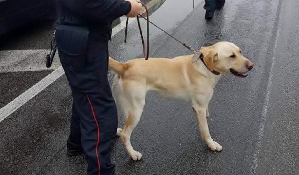 Spaccio nei parchetti del casalasco: scatta il blitz dei carabinieri