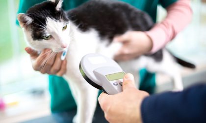 Microchip obbligatorio per i gatti: il popolo del web insorge I COMMENTI