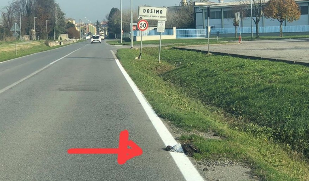 Passano sopra alla carcassa di una nutria per tracciare le nuove strisce stradali