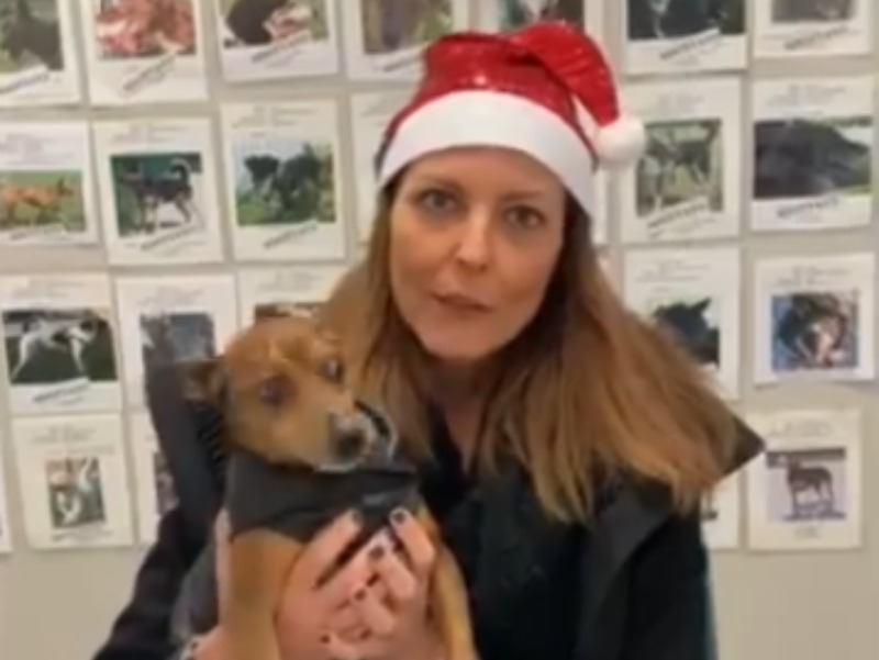 “Un cane per le feste”: adotta un cucciolo per Natale e poi (se vuoi) puoi restituirlo