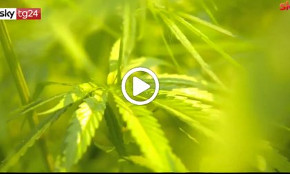 La Suprema Corte: "Coltivare cannabis in casa non è reato" VIDEO | I casi nella Bassa