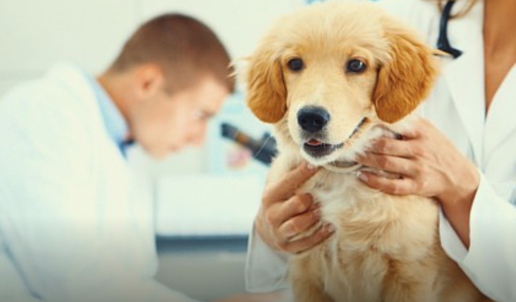 Incontri veterinari: il veterinario si presenta ai cittadini
