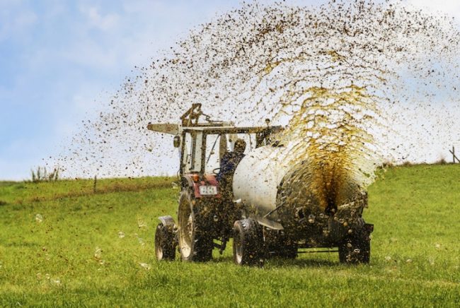 Spandimento reflui agricoli: da oggi quattro giorni di deroga, ma non a Cremona