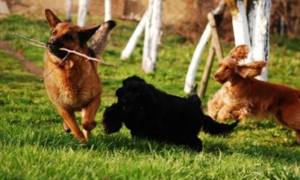 Bocconi avvelenati, muore un cane a Crema: un tavolo in Prefettura per contrastare il fenomeno