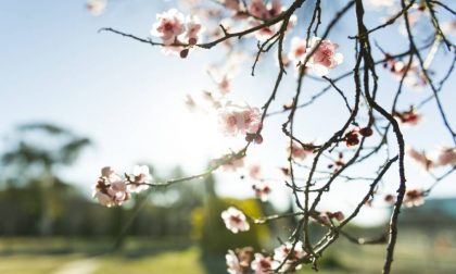 Coronavirus: la poesia che sconfigge la paura, l’inno alla vita che verrà