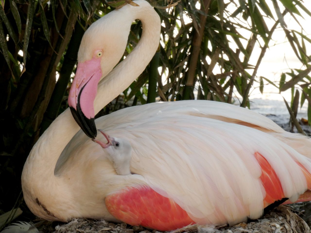 La vita più forte del virus: Le Cornelle in festa per un nuovo cucciolo VIDEO – FOTO