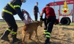 Capriolo finisce in fosso pieno d’acqua, a salvarlo ci pensano i Vigili del fuoco