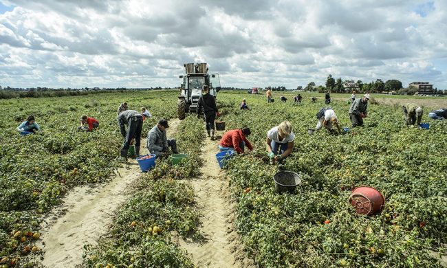 Nuovo focolaio Covid: 97 positivi in azienda agricola Mantovana