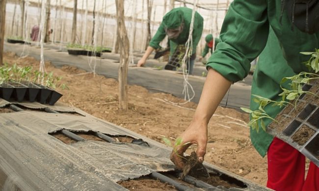 Salgono a 101 i positivi (asintomatici) al Covid in azienda agricola del Mantovano