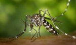 Iniziati i trattamenti per il contenimento delle zanzare
