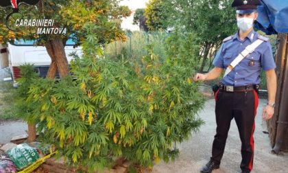 Blitz antidroga, sequestrate 530 piante di marijuana: 47enne in manette FOTO