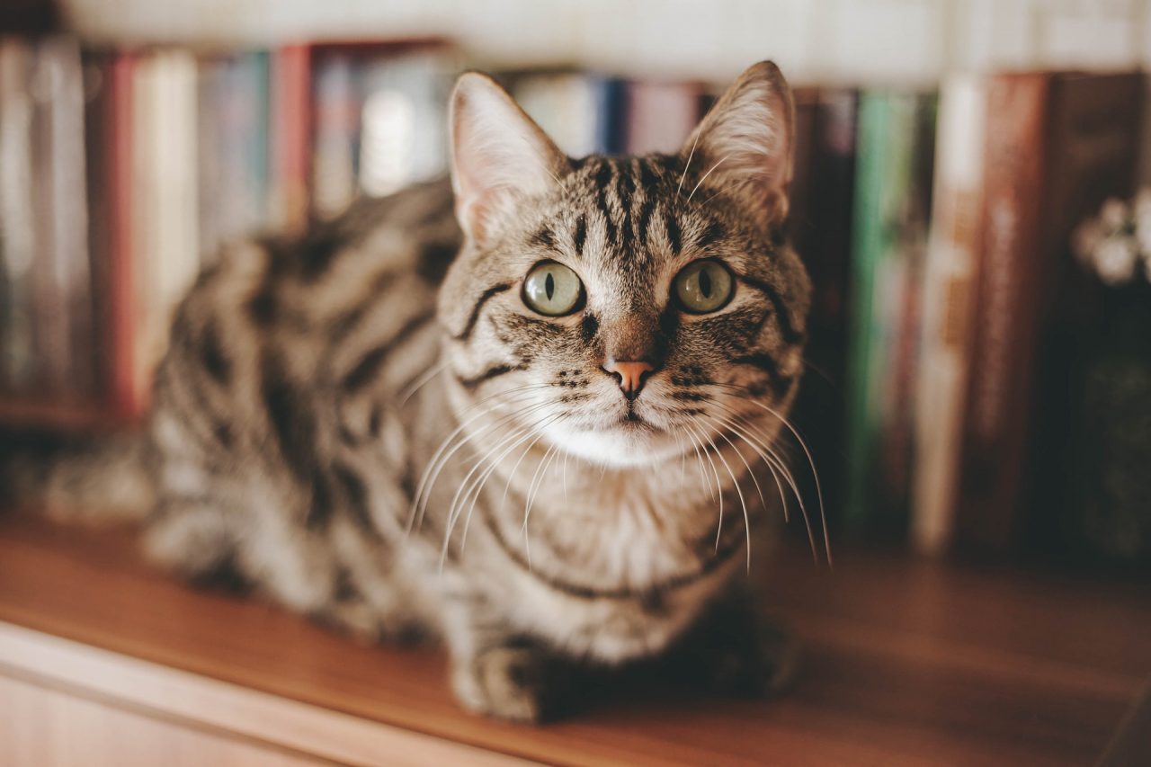 Gatto morto dopo lavaggio con la candeggina: è colpa della D’Urso? AIDAA presenta un esposto
