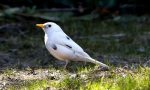 Alleva illegalmente un merlo albino, nei guai un uomo di 70 anni