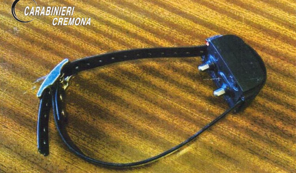 Mette al cane un collare che emana scosse elettriche: denunciato cacciatore