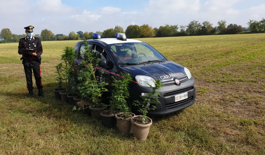 Blitz antidroga: carabinieri scovano due coltivazioni di marijuana nei campi