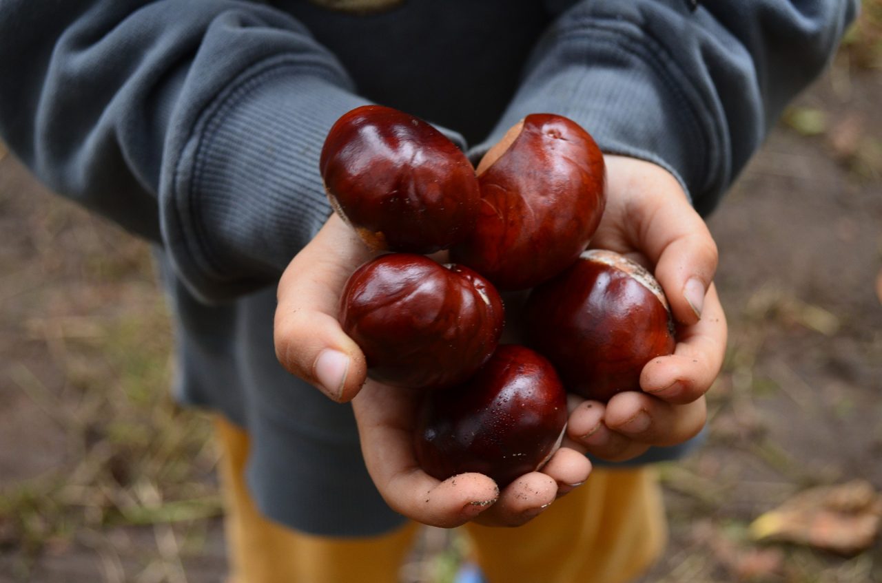 Si può essere arrestati raccogliendo castagne: è vero, ma non esageriamo…