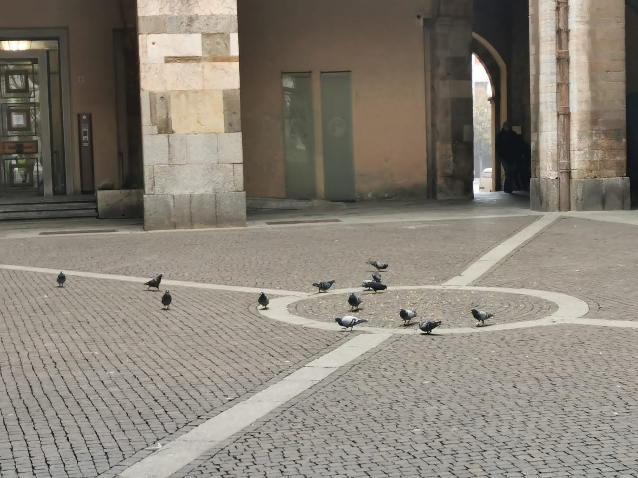 Il Comune dichiara guerra ai piccioni, iniziata la fase sperimentale di contenimento a Cremona FOTO
