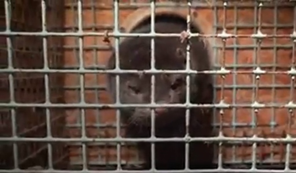Covid mutato nei visoni, è allarme? Animali positivi anche nell’allevamento di Capralba VIDEO