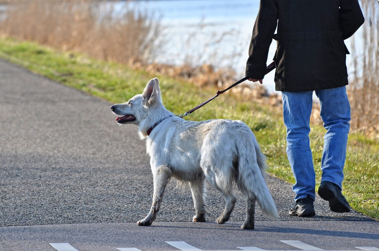 Passeggiare con il cane: le regole e i comportamenti in vigore da oggi