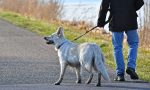 Passeggiare con il cane: le regole e i comportamenti in vigore da oggi