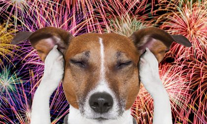Il decalogo per proteggere cani e gatti dai botti di Capodanno