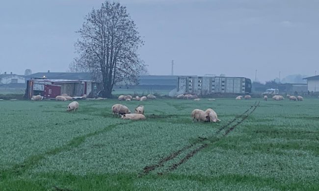 Camion carico di maiali si ribalta: decine di animali fuggono liberi nei campi