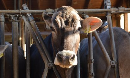 Infortunio in azienda agricola, 59enne colpito da una mucca cade e batte la testa