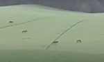 Un branco di sette grossi lupi avvistato nelle campagne piacentine VIDEO