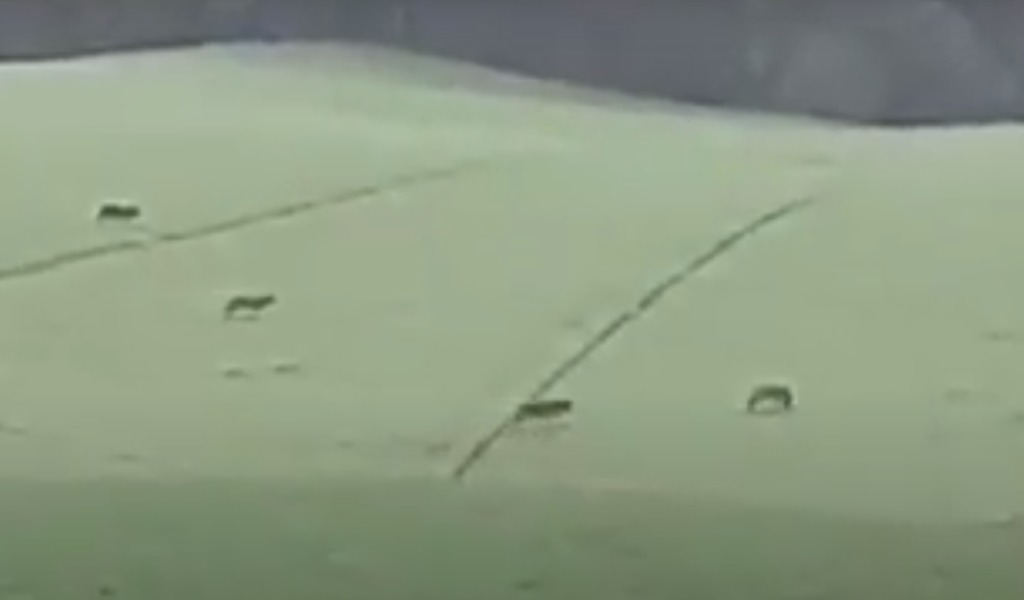 Un branco di sette grossi lupi avvistato nelle campagne piacentine VIDEO