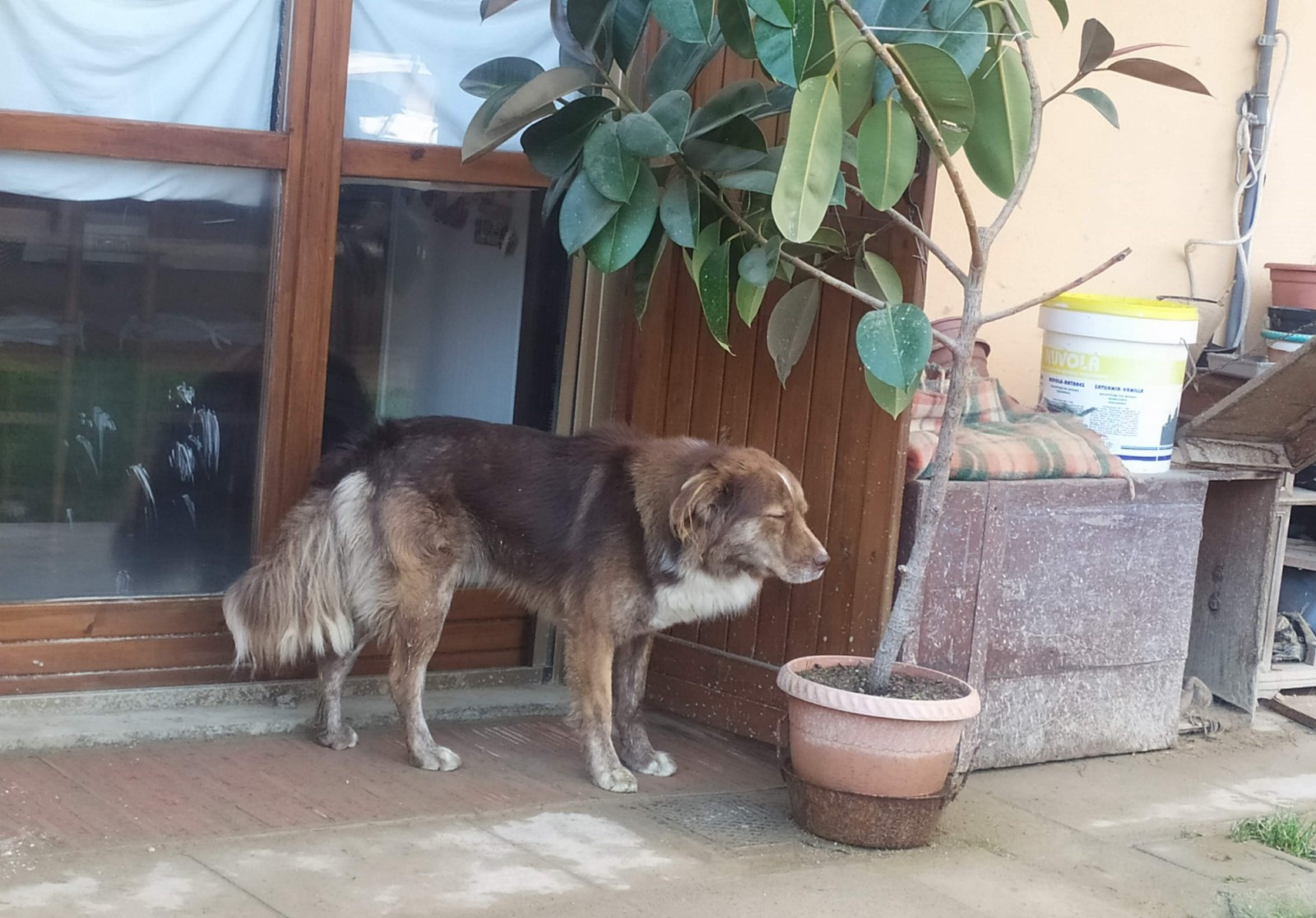 cremona-gez-salvataggio-cane-nino-2-1600x1200