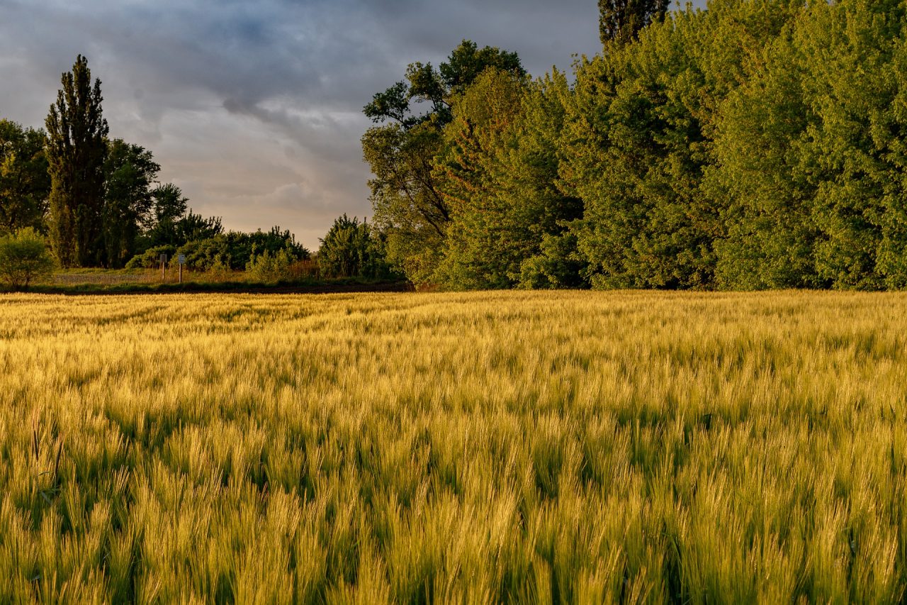 Allerta arancione in provincia di Cremona, forti temporali in arrivo: rischio grandine e allagamenti