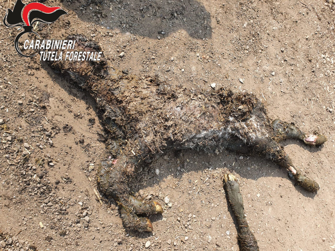 Cumuli di rifiuti e carcasse di animali in un allevamento di bovini