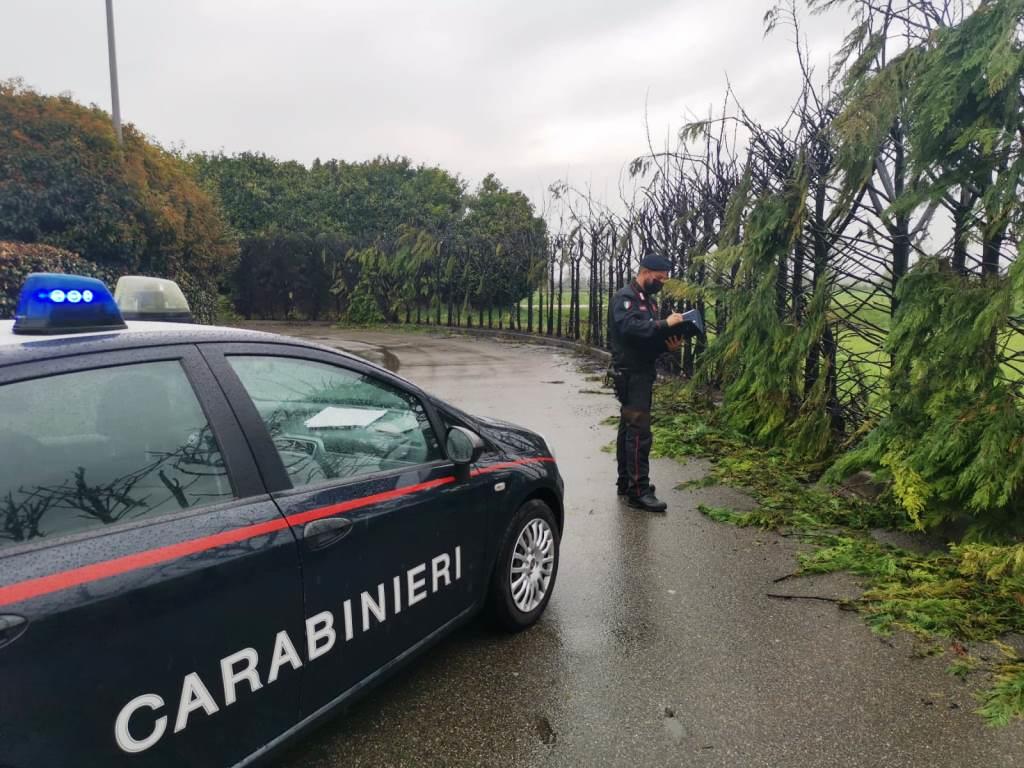 Minorenne scappa di casa e incendia 50 alberi: danni per 7mila euro