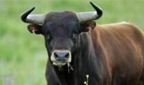 Incornato da un toro in azienda agricola: 55enne in ospedale in elisoccorso