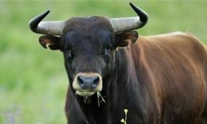 Incornato da un toro in azienda, grave allevatore 40enne