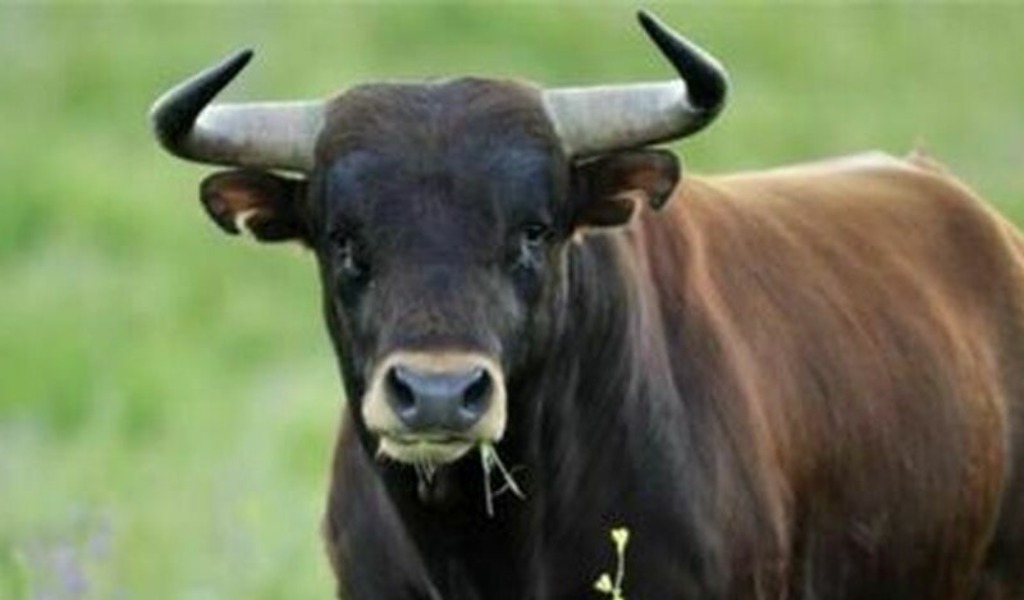 Incornato da un toro in azienda, grave allevatore 40enne