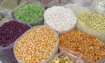Ruba 200 chili semi di mais da un’azienda agricola, denunciato 49enne