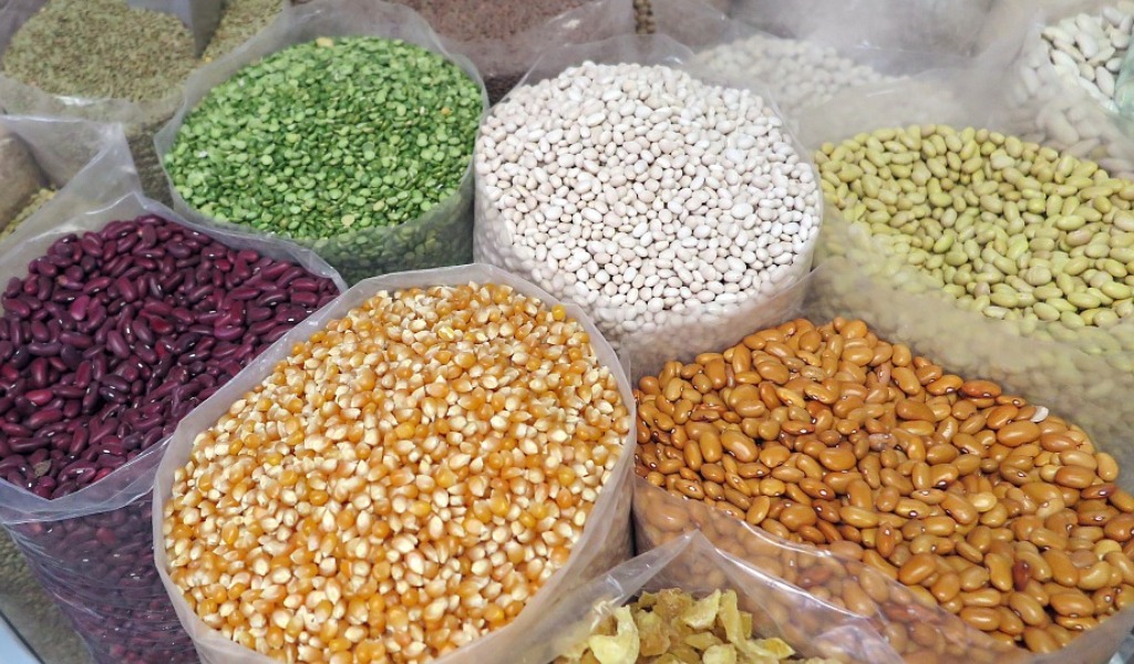 Ruba 200 chili semi di mais da un’azienda agricola, denunciato 49enne