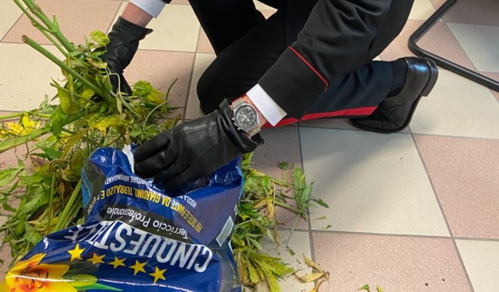 Piante di marijuana abbandonate sul ciglio della strada, forse da uno spacciatore preso dal panico